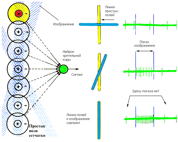 Как мы видим то, что видим img61F0.png