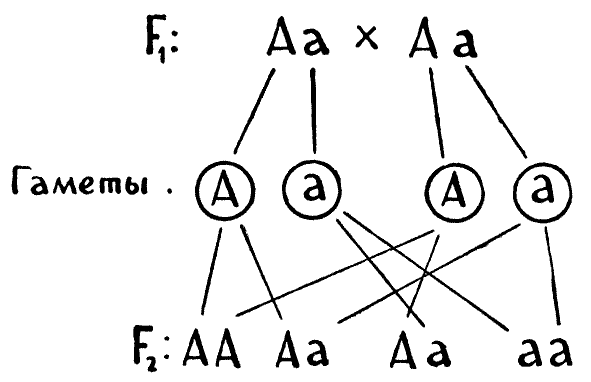 Мы и её величество ДНК img_12.png