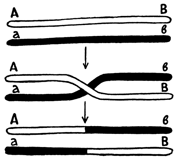 Мы и её величество ДНК img_35.png