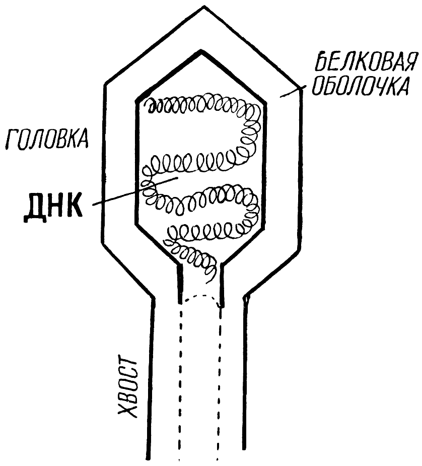 Мы и её величество ДНК img_65.png