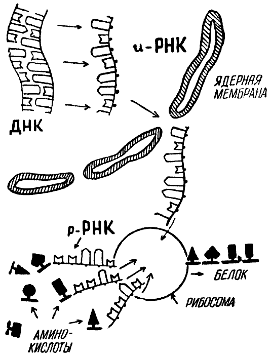 Мы и её величество ДНК img_68.png