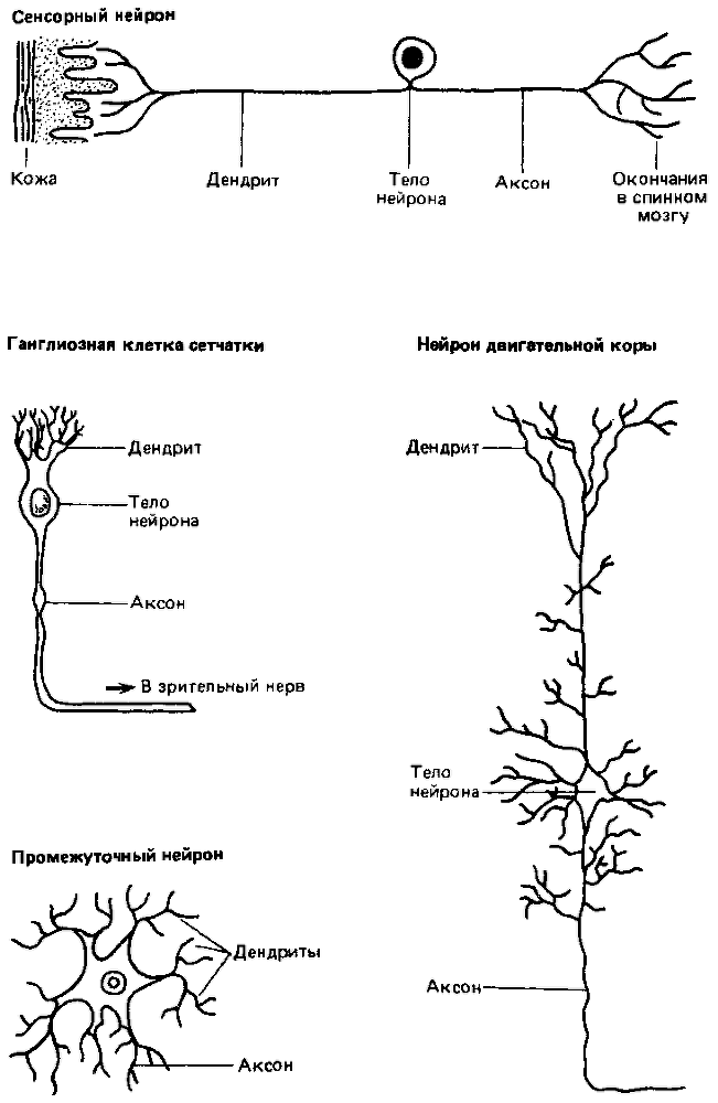 Что такое психология img_262.png