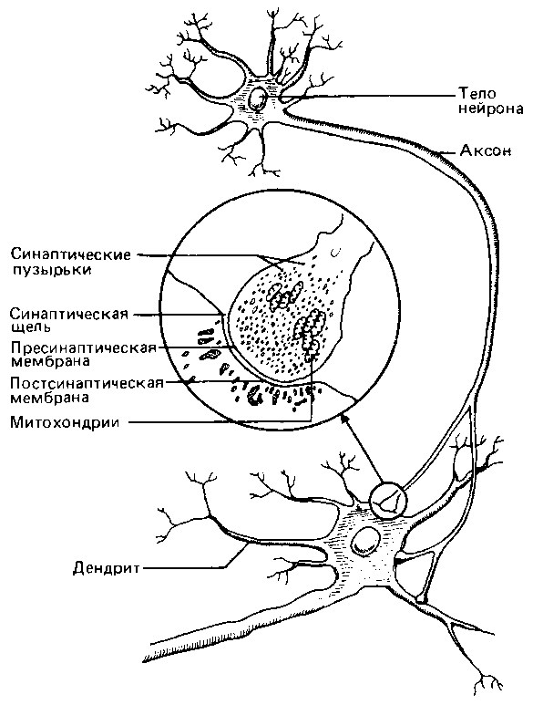 Что такое психология img_264.png