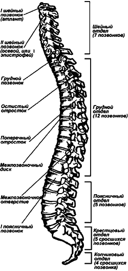 Здоровье спины и позвоночника. Энциклопедия i_002.png