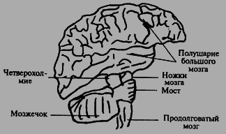 Психология i_006.png