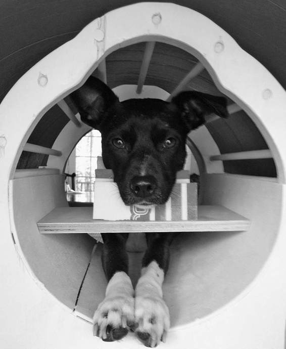 How dogs love us. A Neuroscientist and His Adopted Dog Decode the Canine Brain _14.jpg