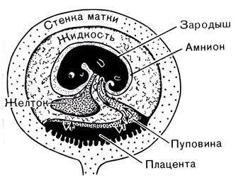 История Земли img_106.jpeg