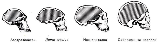 История Земли img_152.jpeg