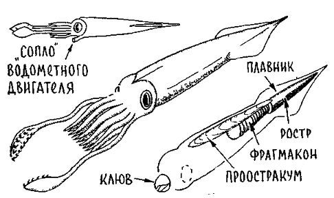 Путешествие по берегам морей, которых никто никогда не видел i_077.jpg