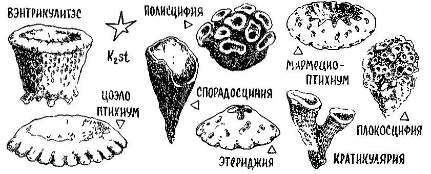 Путешествие по берегам морей, которых никто никогда не видел i_117.jpg