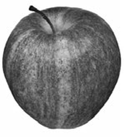 Яблоня и груша. Технология выращивания i_001.jpg