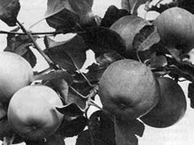 Яблоня и груша. Технология выращивания i_003.jpg