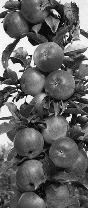 Яблоня и груша. Технология выращивания i_004.jpg