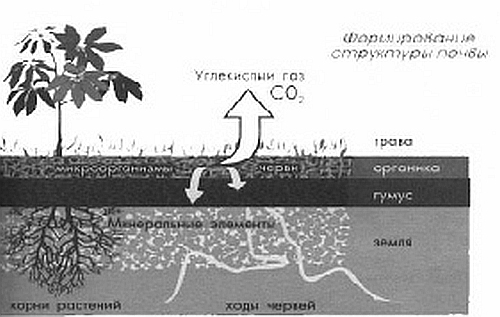 Сад без химии. Агротехника природного земледелия в Черноземье i_007.jpg