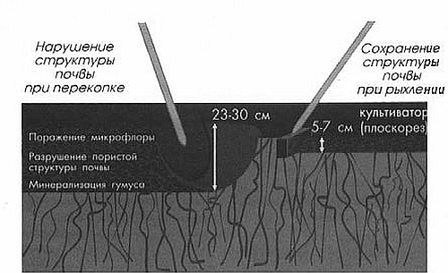 Сад без химии. Агротехника природного земледелия в Черноземье i_008.jpg