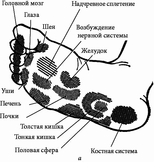 Массаж. Полное руководство i_141.png