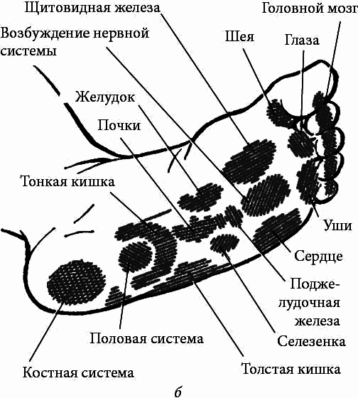 Массаж. Полное руководство i_142.png