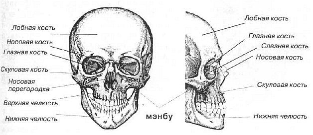 Кость над. Кость под глазом название. Название костей лица. Как называется кость под глазом.