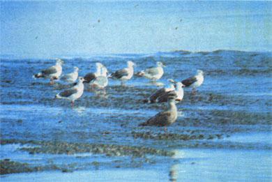 Журнал «Вокруг Света» №03 за 1985 год TAG_img_cmn_2007_03_17_024_jpg259102