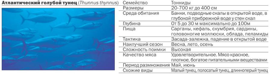 Учебник подводной охоты на задержке дыхания i_088.jpg