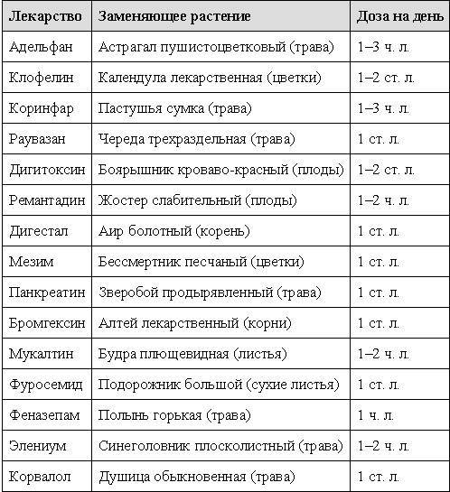 Лекарство на дачной тропинке _10.jpg