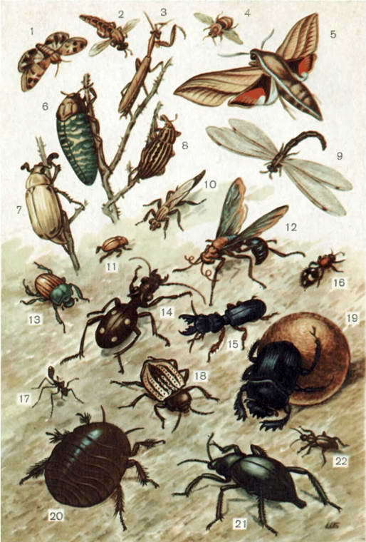 В мире насекомых i_044.jpg