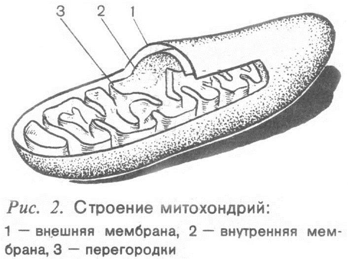 Митохондрия на рисунке обозначена цифрой. Схема строения митохондрии. Строение митохондрии рис 34. Схематическое изображение митохондрии. Строение митохондрии рисунок.