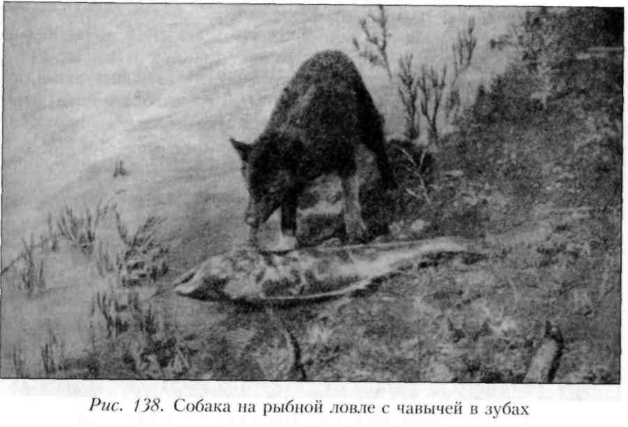 Путешествие по Камчатке в 1908--1909 гг. _138.jpg