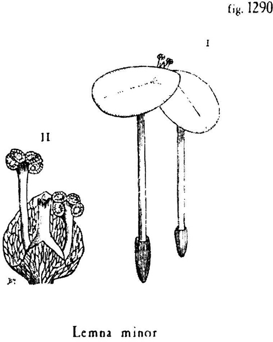 Сад i_017.jpg