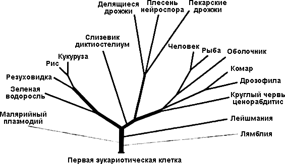 Лестница жизни. Десять величайших изобретений эволюции i_012.png