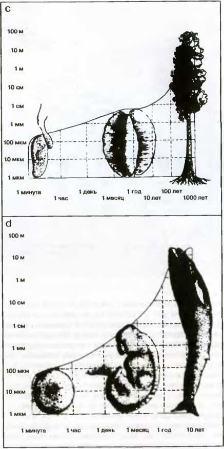 Древо познания image40.jpg