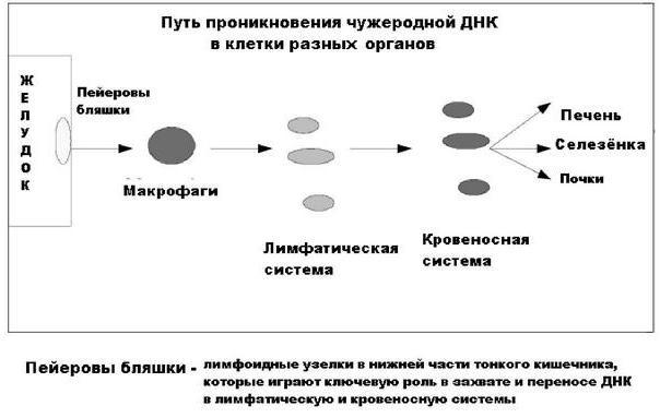 Что мы едим? Воздействие на человека ГМО и способы защиты _03.jpg