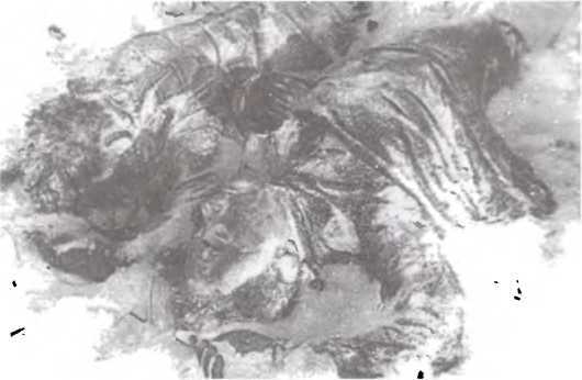 Перевал Дятлова. Загадка гибели свердловских туристов в феврале 1959 года и атомный шпионаж на советском Урале i_178.jpg