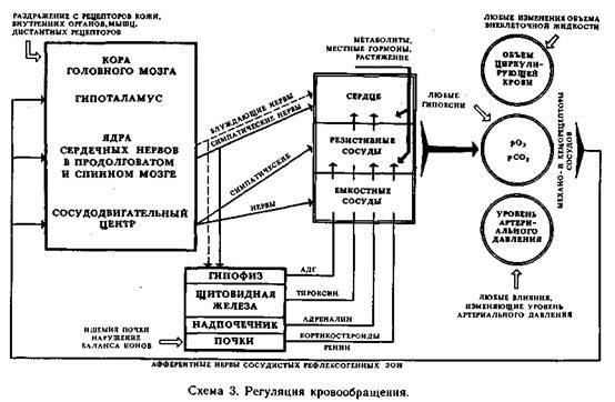 Схема механизмов регуляции информационного стресса