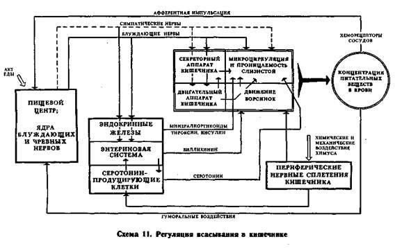 Схема механизмов регуляции информационного стресса