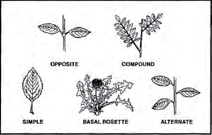 The Complete U.S. Army Survival Guide to Foraging Skills, Tactics, and Techniques _130.jpg