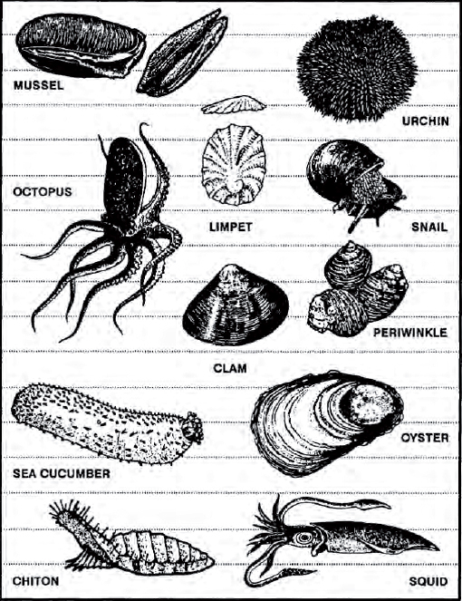 The Complete U.S. Army Survival Guide to Foraging Skills, Tactics, and Techniques _14.jpg