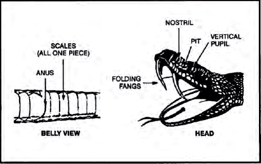 The Complete U.S. Army Survival Guide to Foraging Skills, Tactics, and Techniques _51.jpg