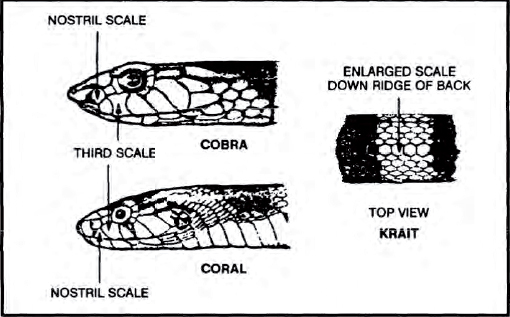 The Complete U.S. Army Survival Guide to Foraging Skills, Tactics, and Techniques _52.jpg