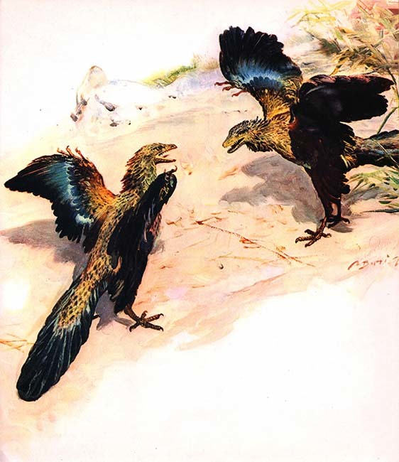 Летающие ящеры и древние птицы i_034.jpg