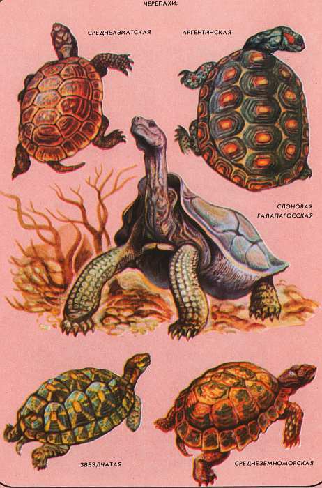 Черепаха средняя группа. Карточки рептилий и пресмыкающиеся. Пресмыкающиеся для дошкольников.
