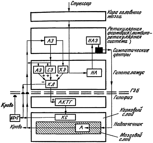 Внутренняя среда организма i_017.png