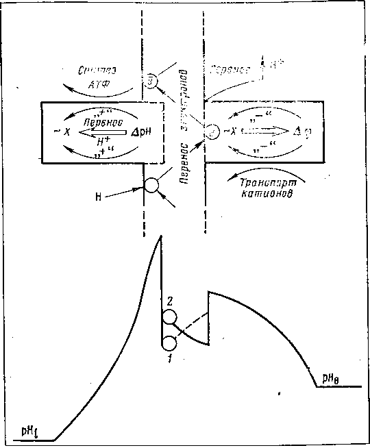 Мозг в электромагнитных полях i_018.png