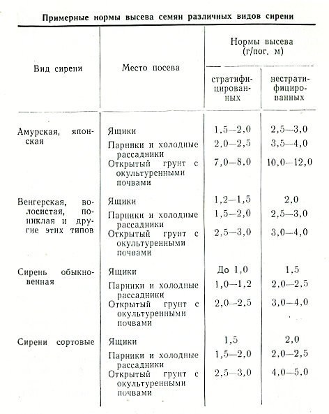 Сирень i_037.jpg