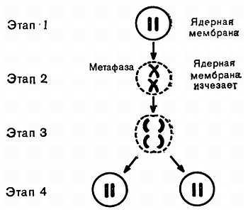 Знайте свои гены _05.jpg