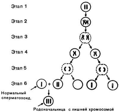 Знайте свои гены _06.jpg