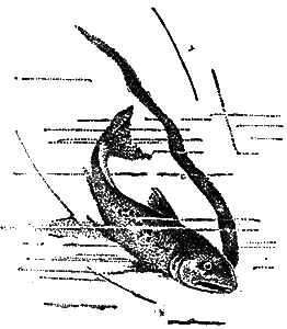 Всемирный следопыт, 1928 № 12 i_029.png