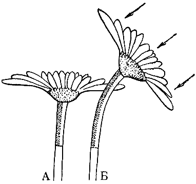 Биологические прогулки img_28.png