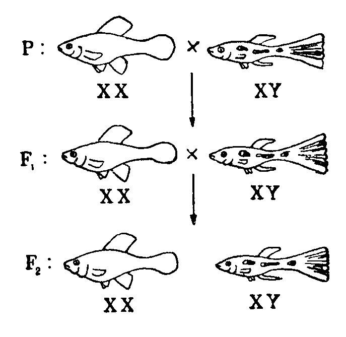 Мутант-5 img_33.png