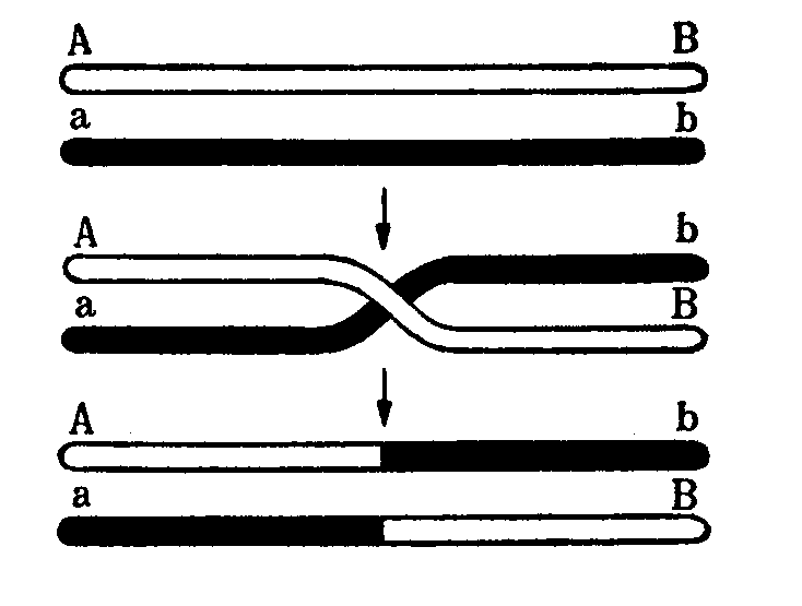 Мутант-5 img_39.png